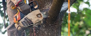 Best Tree Cabling and Bracing  in Francisville, KY