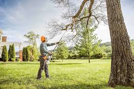 Best Hedge Trimming  in Francisville, KY