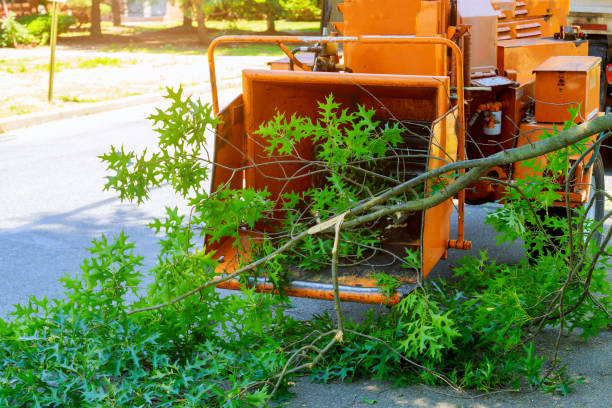 Best Emergency Tree Removal  in Francisville, KY