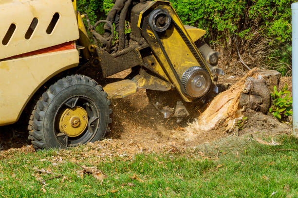 Best Fruit Tree Pruning  in Francisville, KY