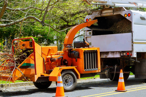 Best Tree Disease Treatment  in Francisville, KY