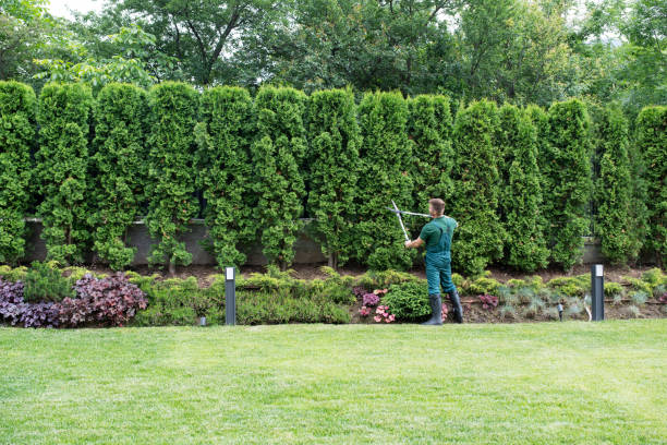 Best Tree and Shrub Care  in Francisville, KY