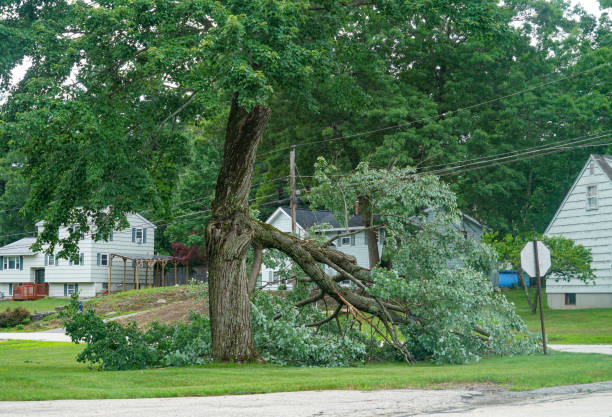 Best Lot and Land Clearing  in Francisville, KY