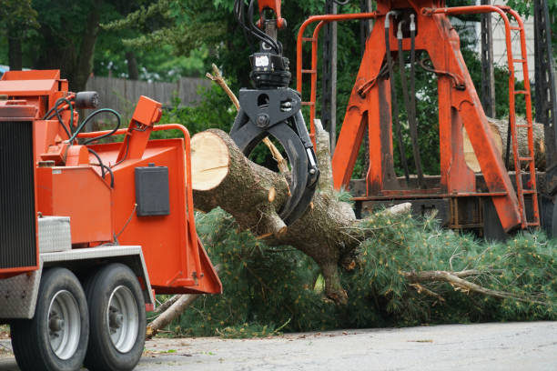 Best Palm Tree Trimming  in Francisville, KY