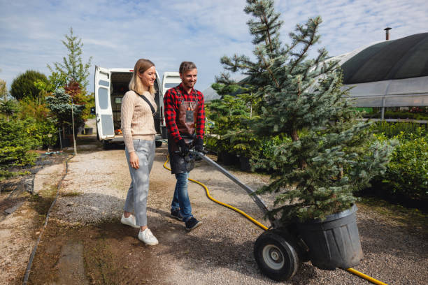 Best Root Management and Removal  in Francisville, KY